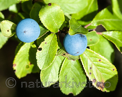 BB 10 0402 / Prunus spinosa / Slåpetorn